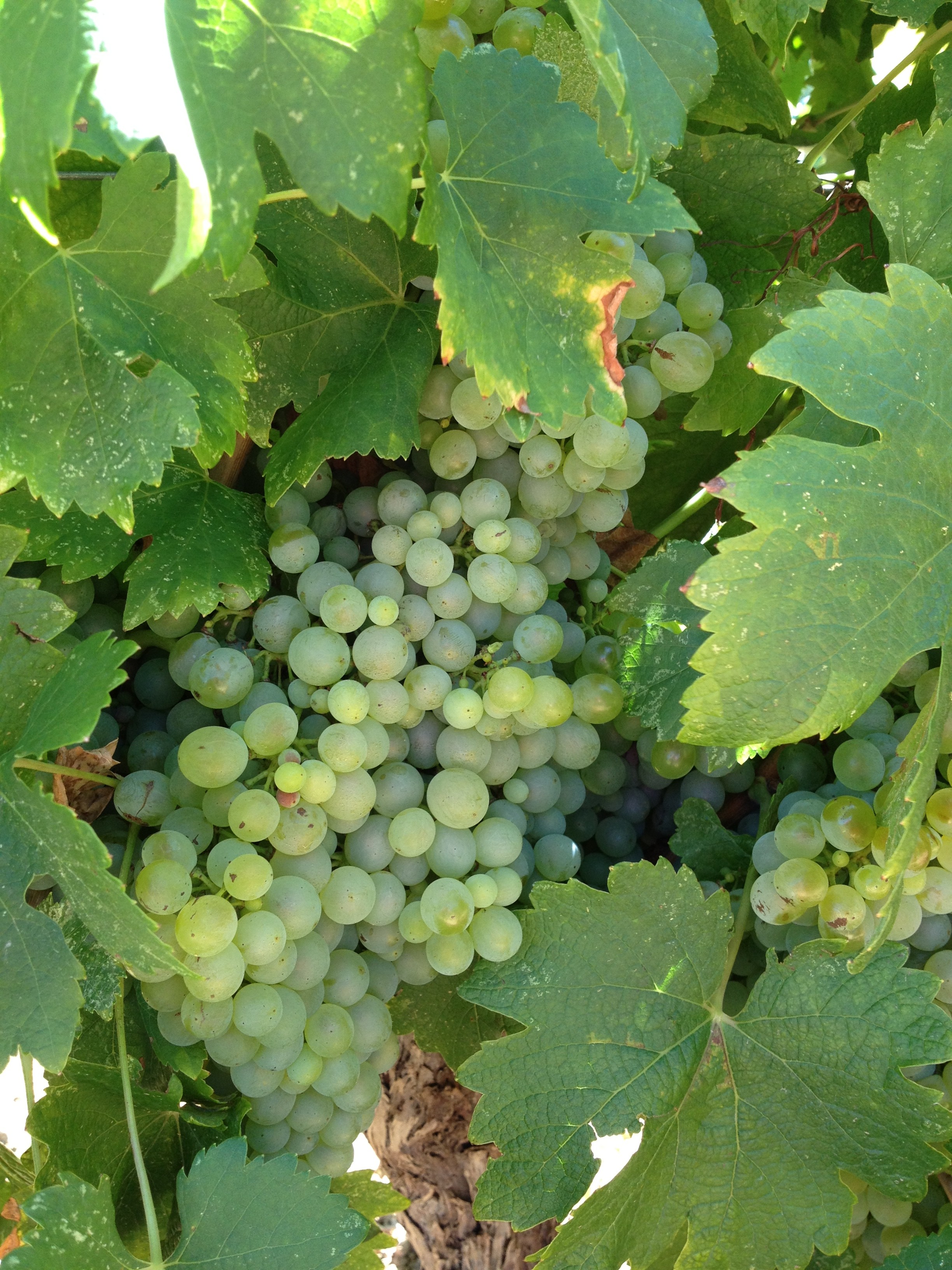 wineroots logo